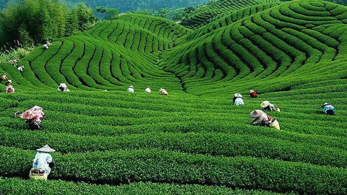 Tea garden images from Taiwan, shared as Assam gardens before poll